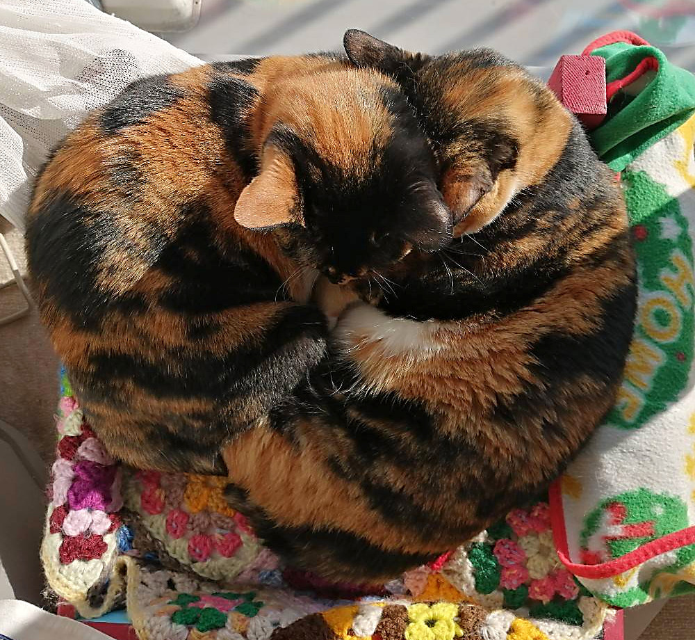 猫は何匹いるでしょう？