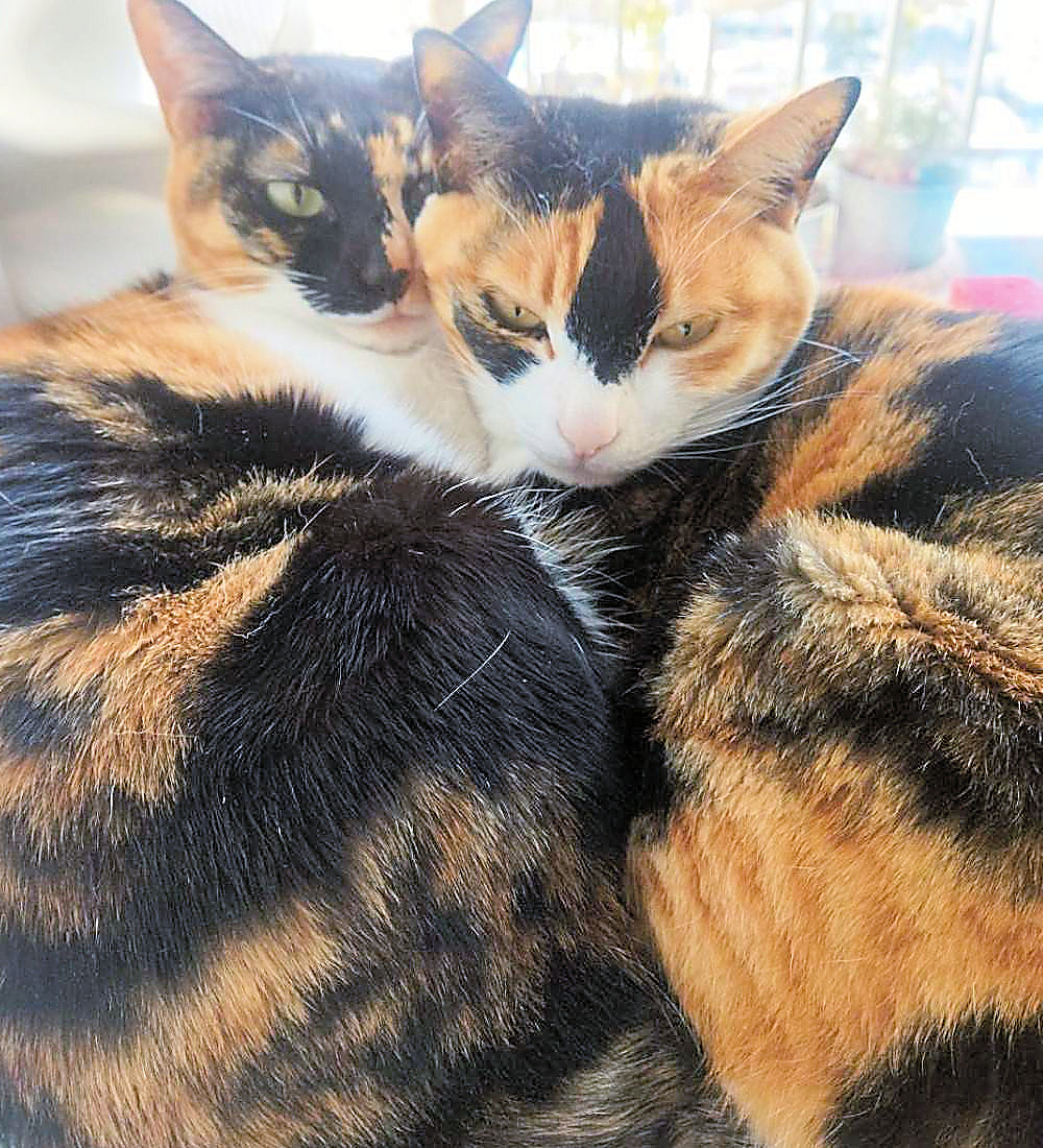 答えは猫は2匹でした！