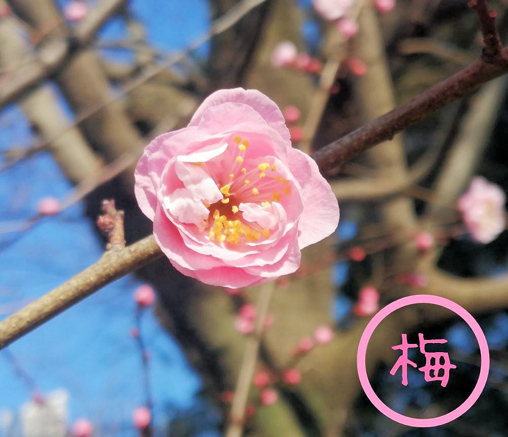 梅の花