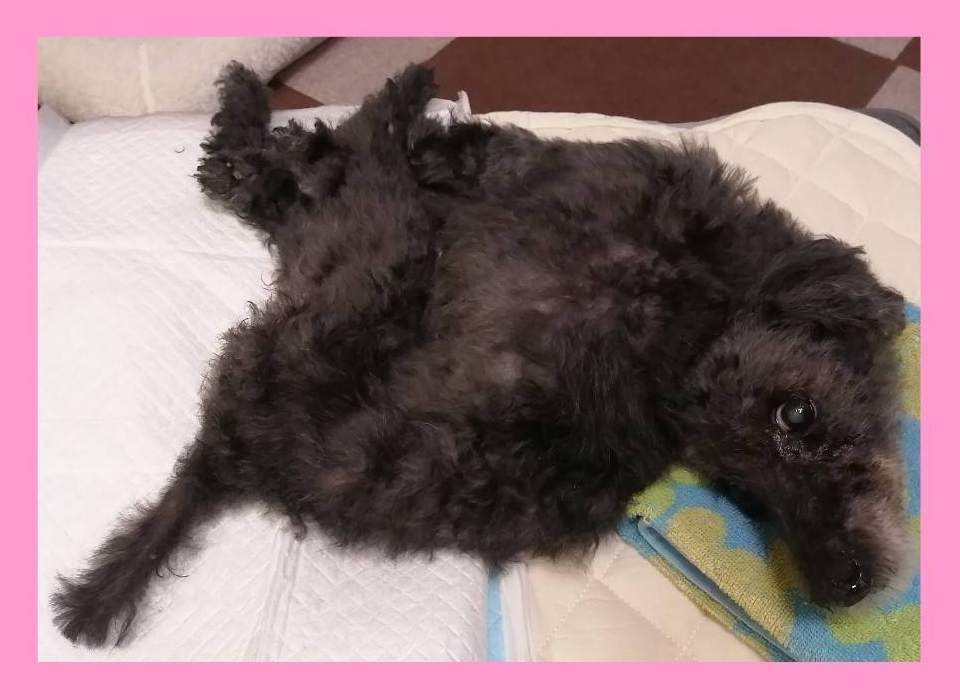 パフィちゃんの出張トリミング(1)