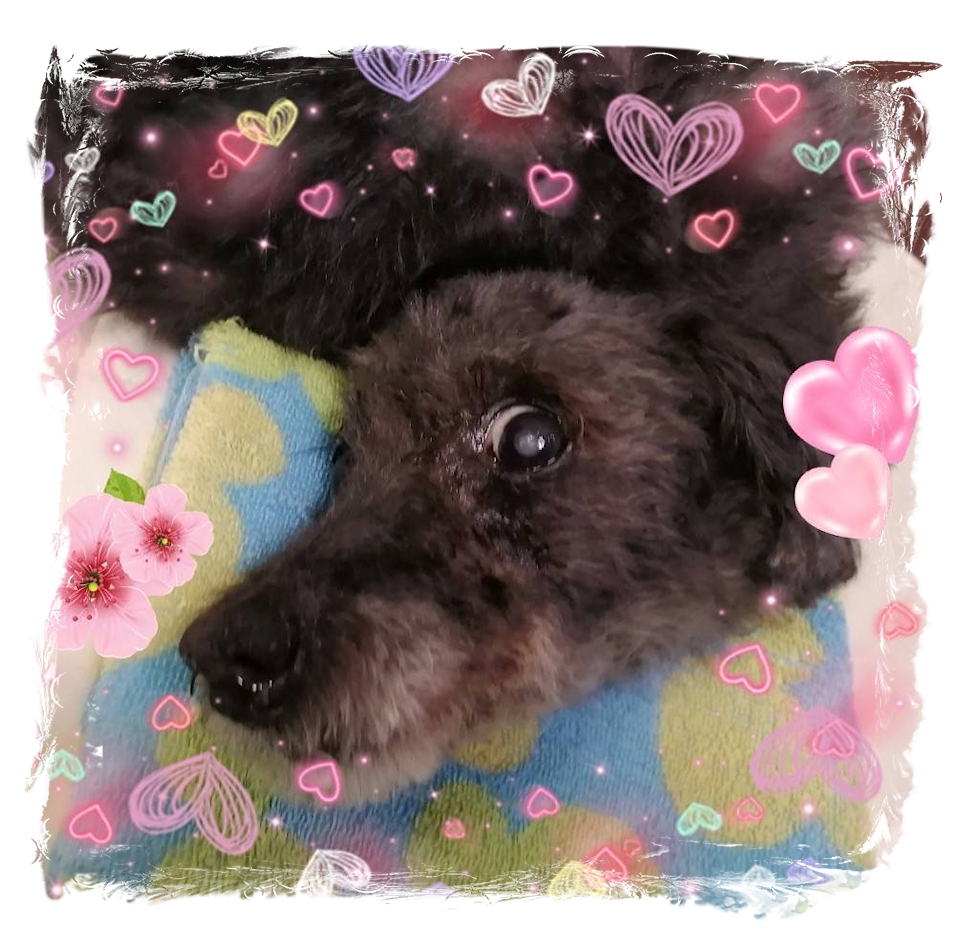 パフィちゃんの出張トリミング(2)