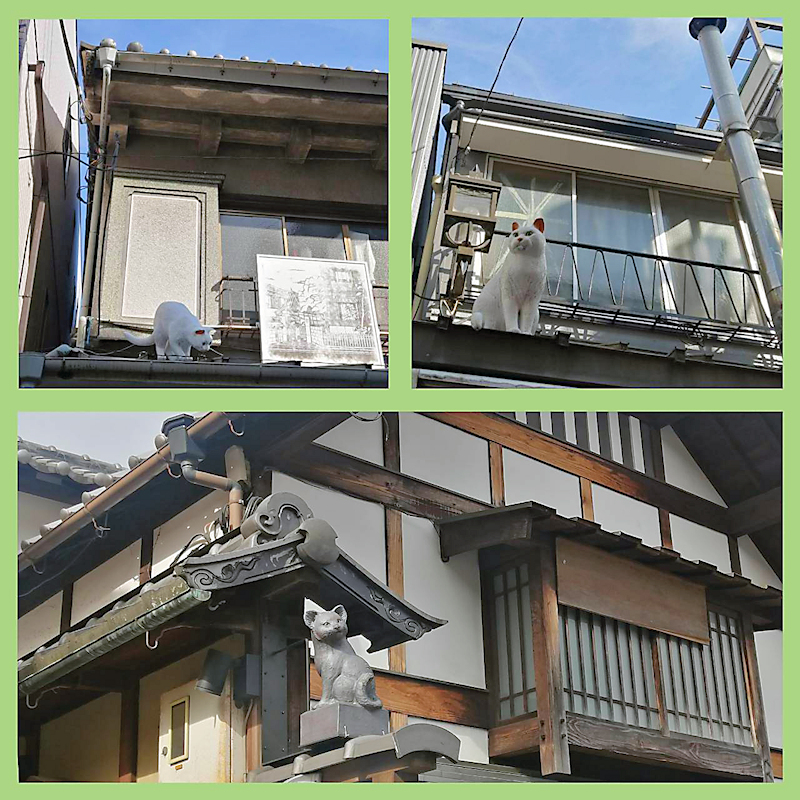 屋根の上の猫たち