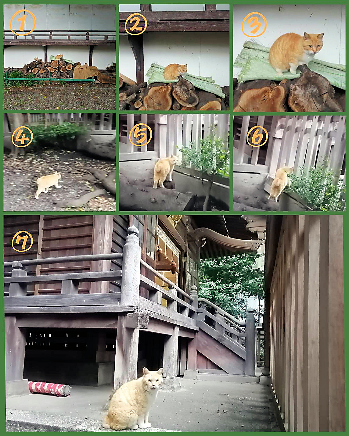 神社の猫ちゃん