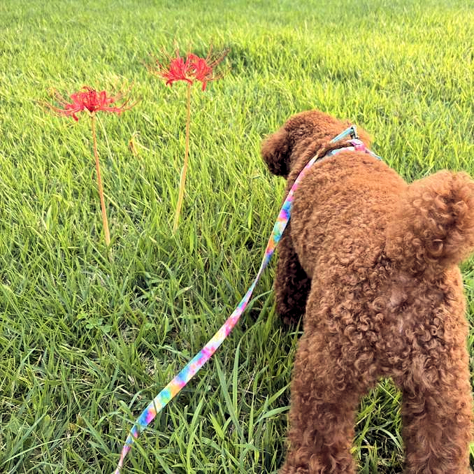 さて、お散歩中のワンコは何を見つけたでしょうか？