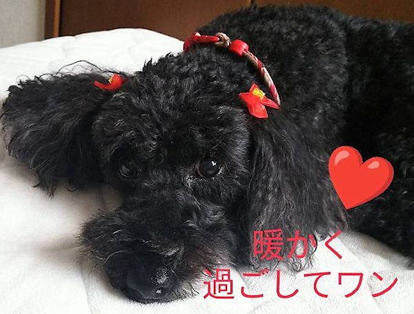 暖かく過ごしてワン！