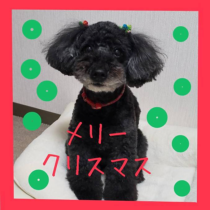 おすまし顔のワンコ